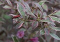 Old-fashioned Weigela florida Monet, rosey-pink, tubular flowers with red beetle